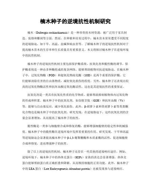 楠木种子的逆境抗性机制研究