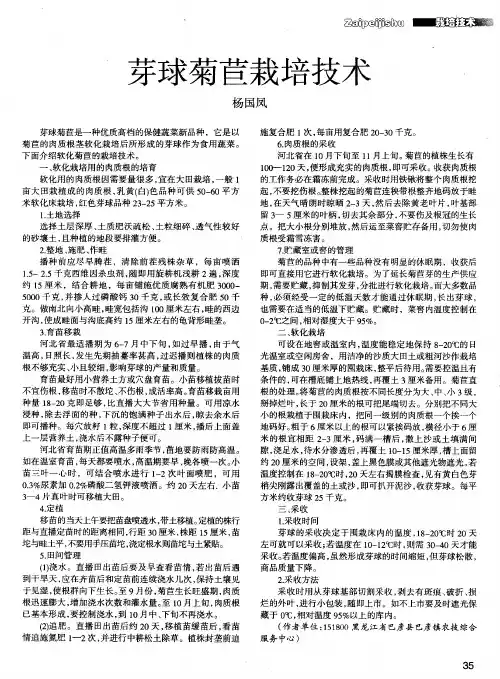 芽球菊苣栽培技术