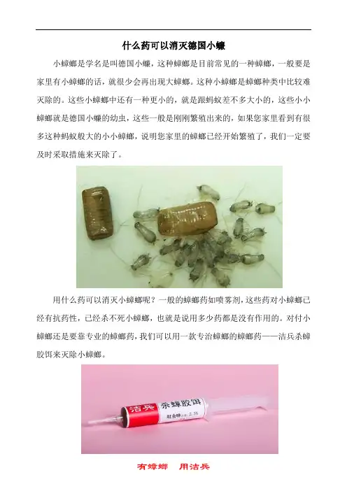 家里放一物绝对没蟑螂 德国小蠊怎么才能根除