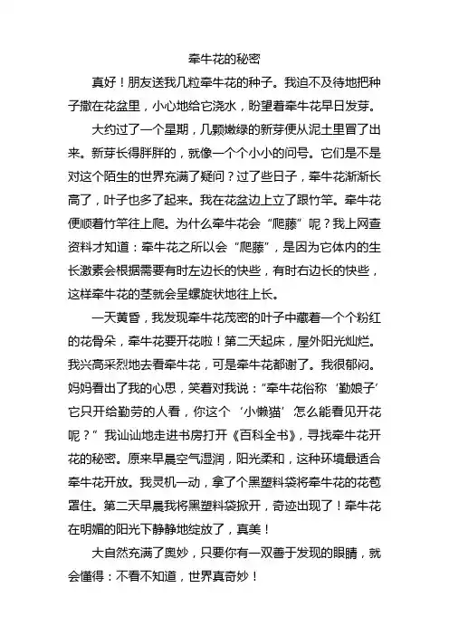 牵牛花的秘密