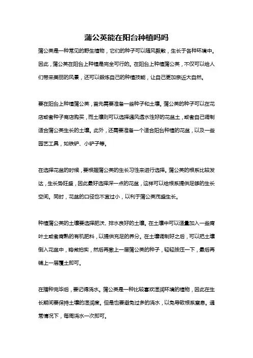 蒲公英能在阳台种植吗吗