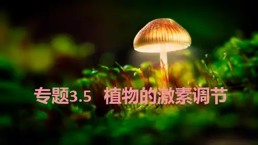 专题13 植物的激素调节-2024年高考生物二轮专题复习课件