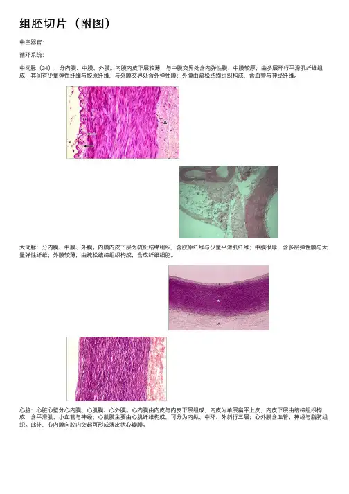 组胚切片（附图）