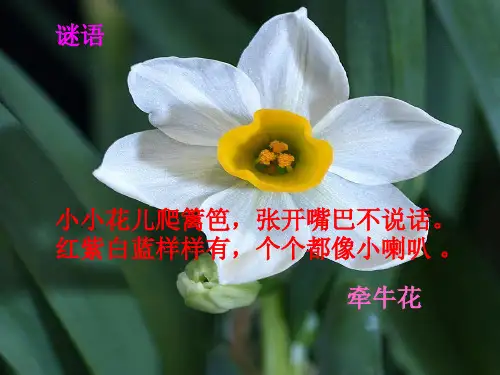 小学音乐对鲜花课件
