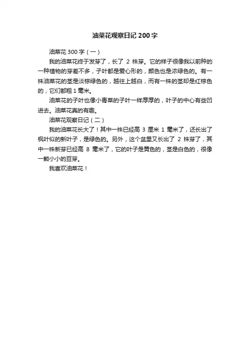 油菜花观察日记200字