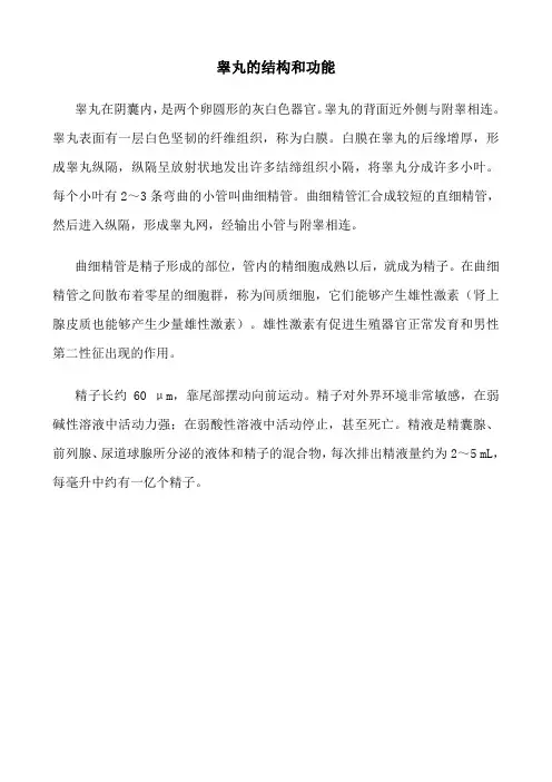 睾丸的结构和功能