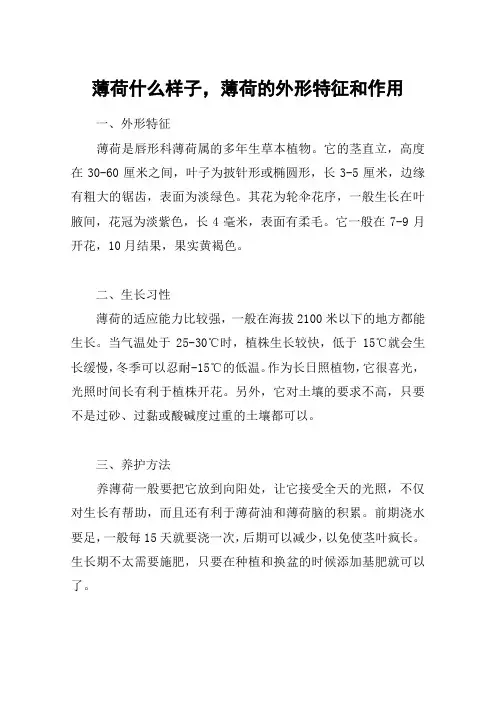 薄荷什么样子,薄荷的外形特征和作用