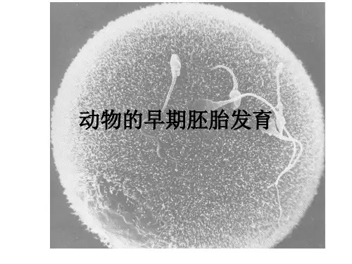 动物的早期胚胎发育