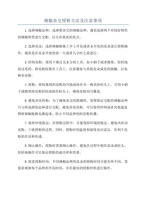辣椒杂交授粉方法及注意事项
