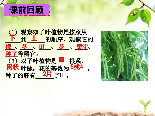 冀少版生物七年级上册1.3.6 被子植物-单子叶植物 课件