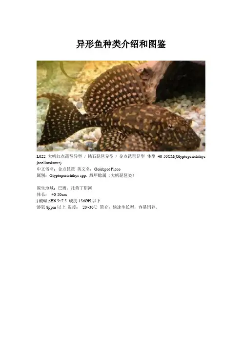 异形鱼种类介绍和图鉴