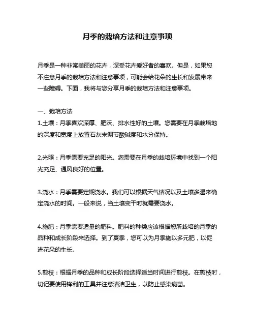 月季的栽培方法和注意事项