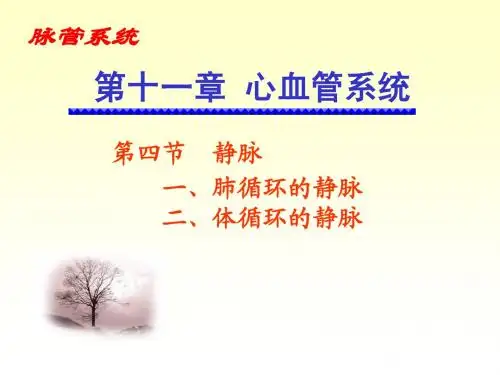 静脉