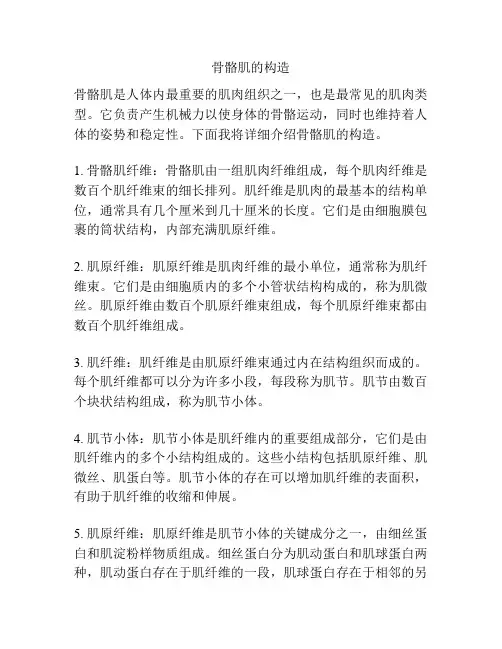 骨骼肌的构造