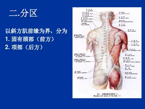 局解实验--颈部1-PPT文档