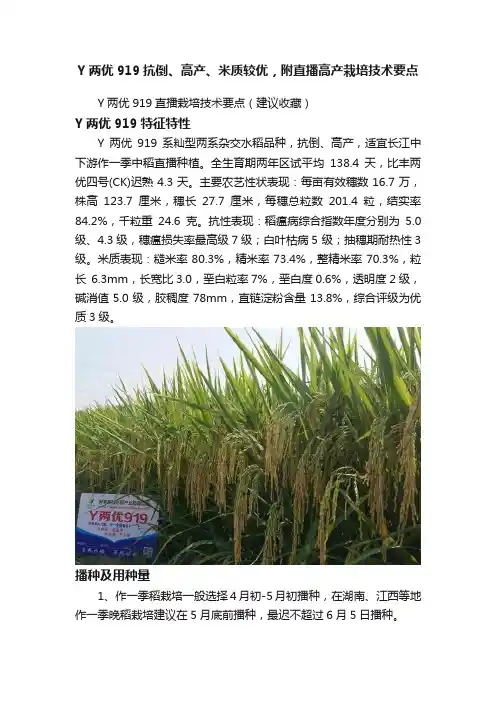 Y两优919抗倒、高产、米质较优，附直播高产栽培技术要点