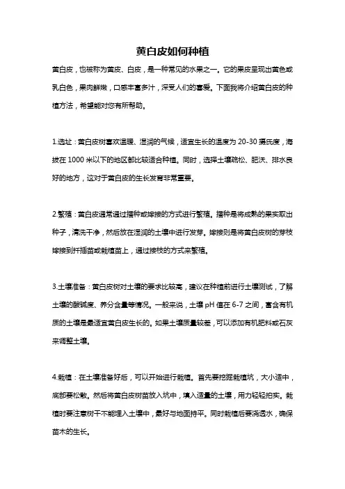 黄白皮如何种植