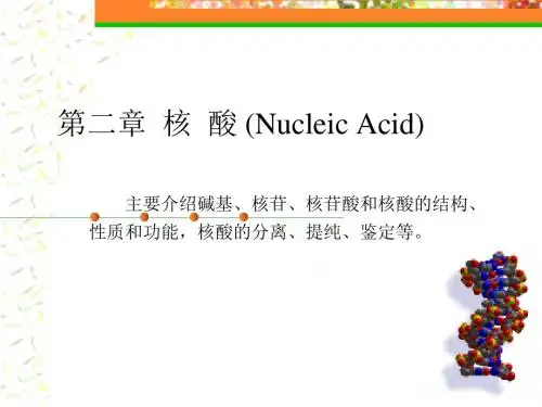 核酸化学课件
