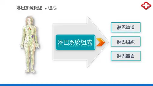 淋巴系统—淋巴系统概述(正常人体结构课件)