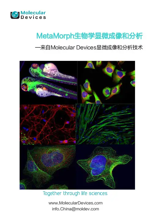 MetaMorph显微成像分析