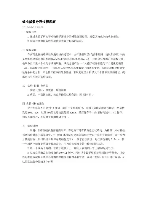 蝗虫减数分裂过程观察