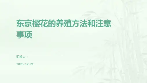东京樱花的养殖方法和注意事项