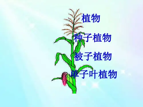 人教版初中生物八年级上册  6.1.2 从种到界 课件 ppt