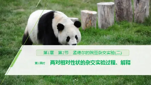 两对相对性状的杂交实验过程、解释PPT课件