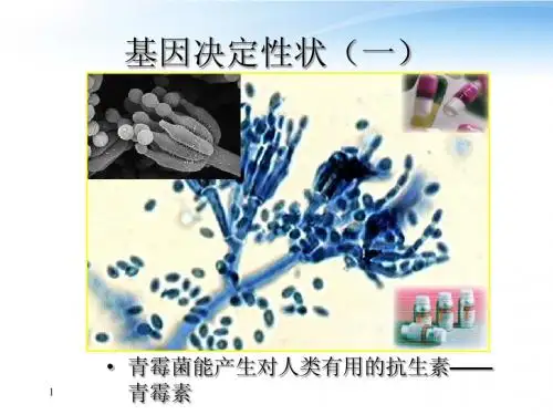 2012高三生物3年高考2年模拟 1基因工程课件