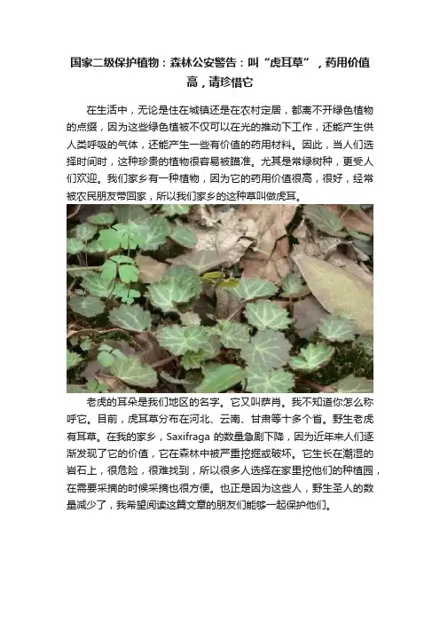 国家二级保护植物：森林公安警告：叫“虎耳草”，药用价值高，请珍惜它