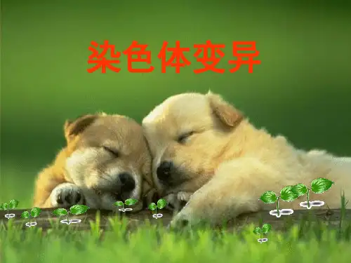 人教版教学课件高考生物一轮复习课件必修2五章2节染色体变异