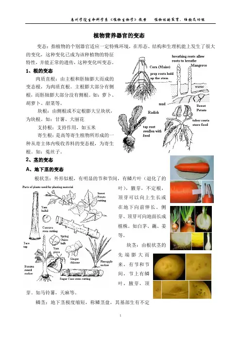 植物营养器官的变态