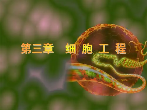 生物技术   细胞工程