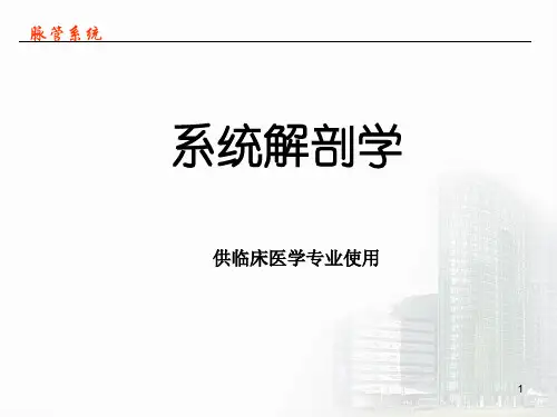 系统解剖学课件-第四节 静脉