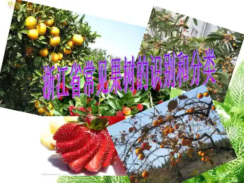 果树识别和分类
