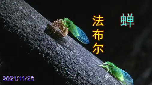 法布尔《蝉》优秀PPT课件