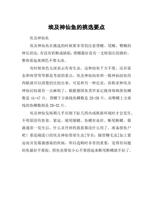 埃及神仙鱼的挑选要点