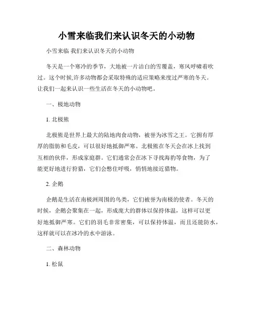 小雪来临我们来认识冬天的小动物