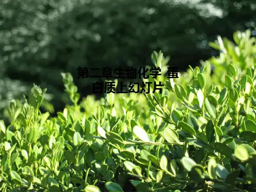 第二章生物化学--蛋白质上幻灯片PPT课件