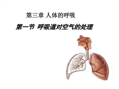 人教版七年级生物下册第三章第一节《呼吸道对空气的处理》课件