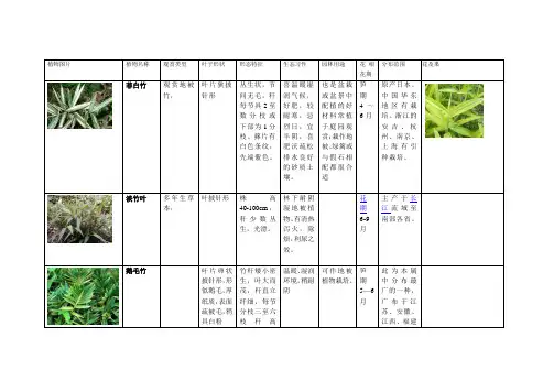 植物分类介绍——竹类地被