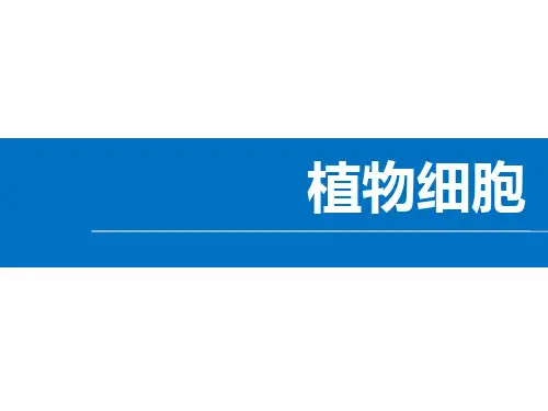 人教版七年级生物上册 植物细胞 课件