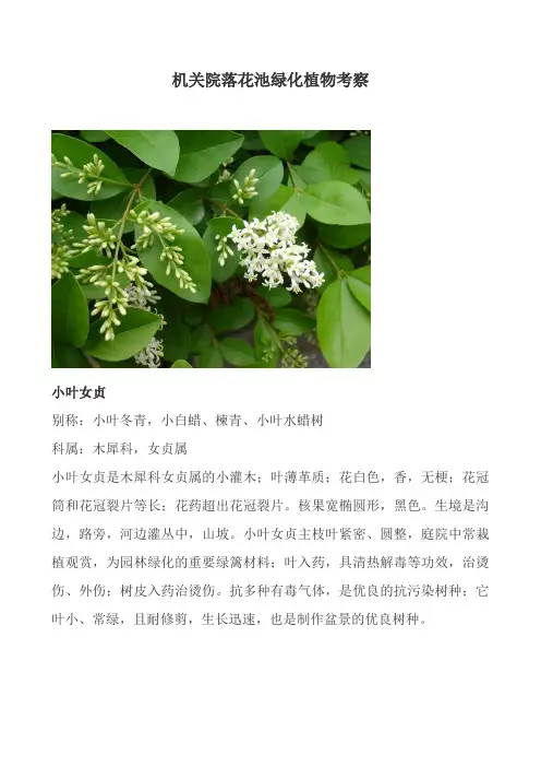 50种草本植物