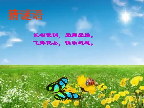 四年级上册语文课件-四单元 16 台湾蝴蝶甲天下 语文S版 (共24张PPT)