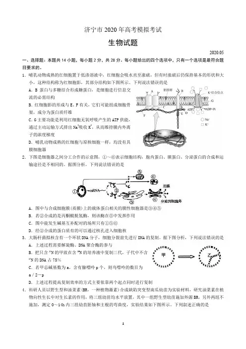 山东省济宁市2020届高三5月份高考模拟考试生物试题及答案
