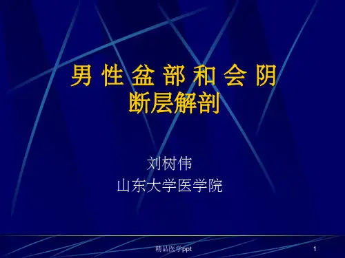 男性盆部和会阴断层解剖