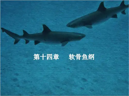 第十四章     软骨鱼纲
