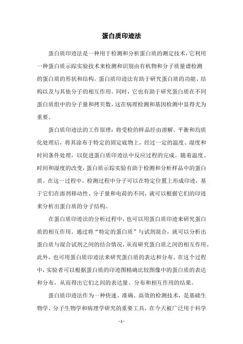 蛋白质印迹法