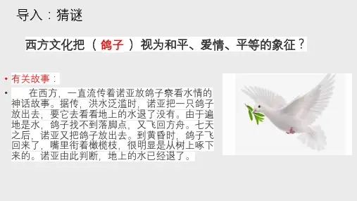 《我的白鸽》ppt课件