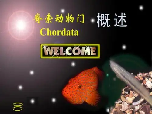 脊索动物门概述及头索动物尾索动物ppt课件